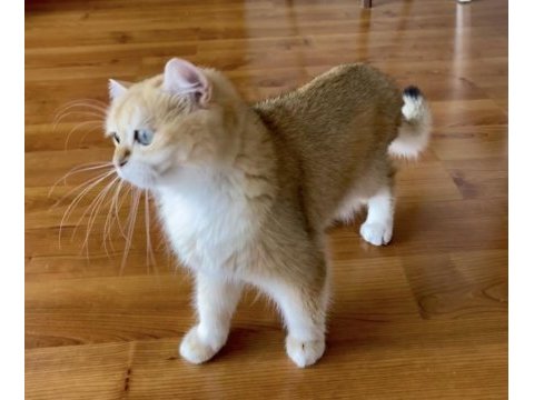 Şecereli british shorthair yetişkin dişi