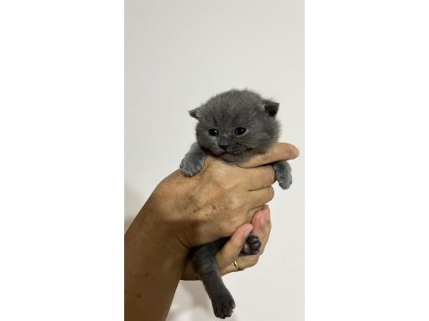 10 günlük yavrular scottish fold