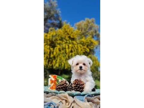 Sevimli teacup morkie yavrularımız
