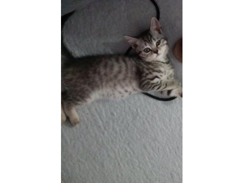 Mınisler yuvalarını arıyor scottish fold