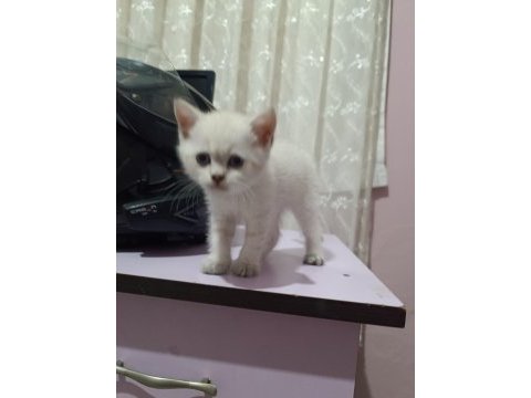 British shorthair yavrular