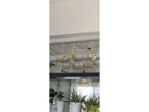 Hazır eşli yavrulu kanarya takım