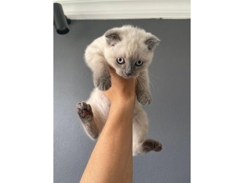 2 aylık scottish fold blue point
