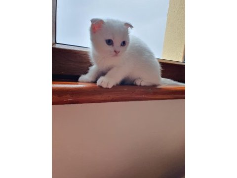Pamuk scottish fold oğlum