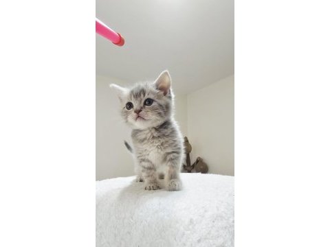 Safkan sıcakkanlı brıtısh shorthaır kediler