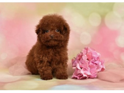 İnanılmaz güzellikte toy poodle bebekler