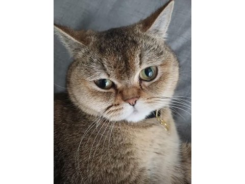 Black golden kedimiz