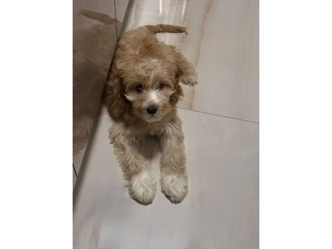 3 aylık erkek maltipoo