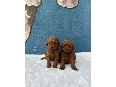 Toy poodle yavrular