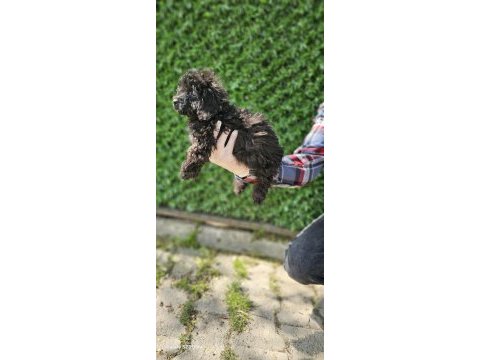 Korea kanı siyah inci toy poodle bebekler