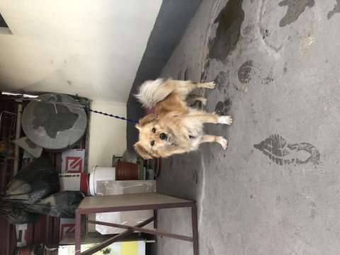 Pomeranian 1 numara tuvalet eğimi var