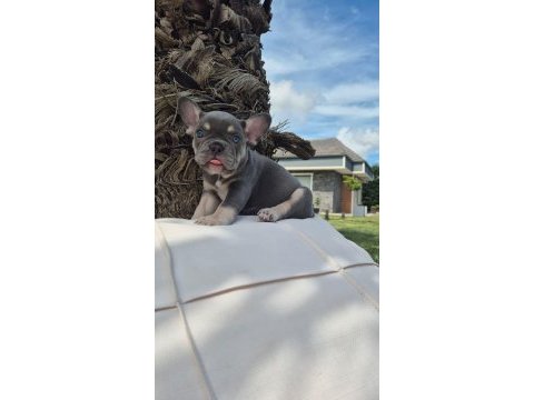 Blue eye french bulldog çiftlikten 