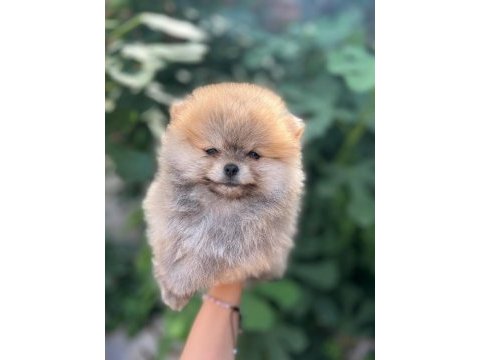 Satılık 2 tane safkan erkek yavru pomeranian