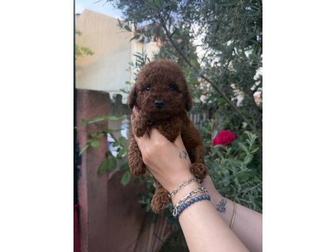 Kore poodle kızlar ve erkekler
