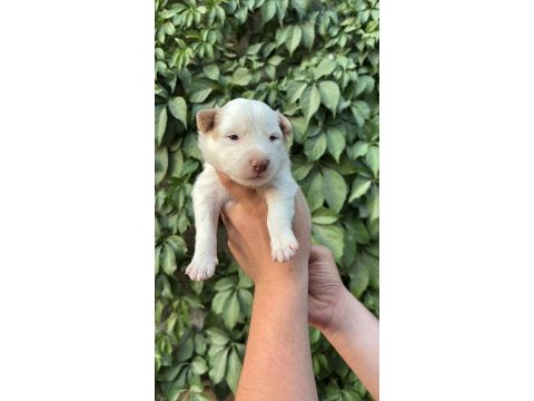 Temmuz doğumlu yeni border collie bebekler
