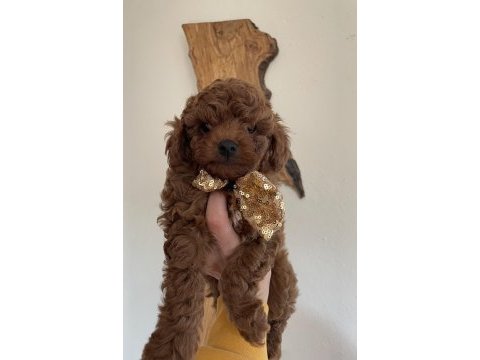 Şirin surat minik boy toy poodle yavrular