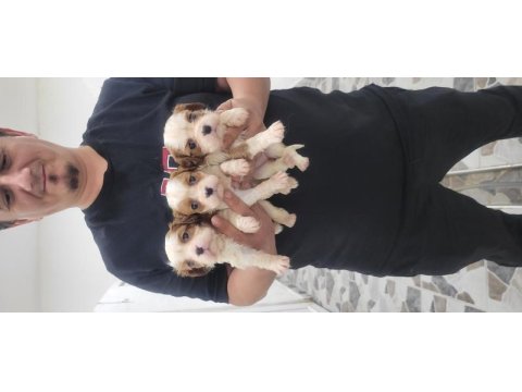 Safkan ırk garantili cavalier king charles