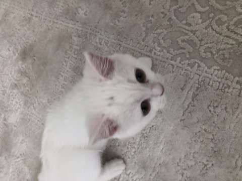 4,5 aylık british longhair yavrumuz