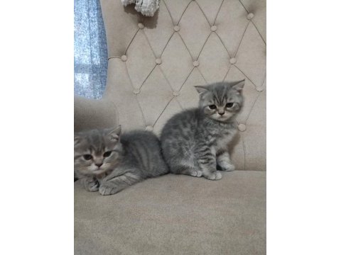 Saf cins sağlıklı british shorthair yavrular