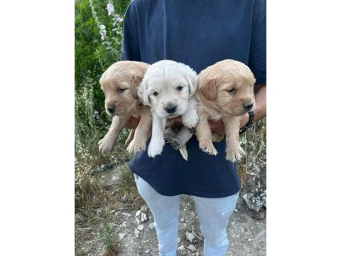 Harika golden retriever bebişler