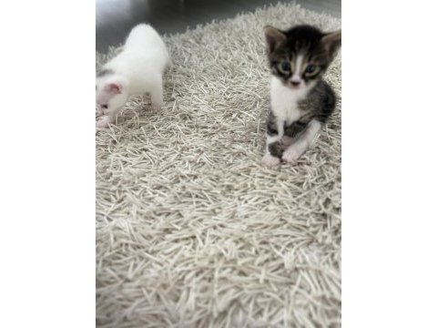 Beyaz ve siyah ankara kedisi ve tekir kedimiz
