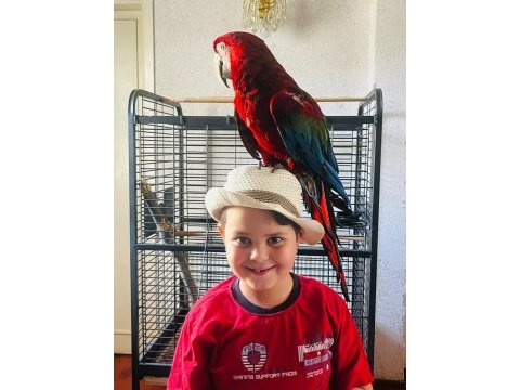 Kırmızı macaw papağanı