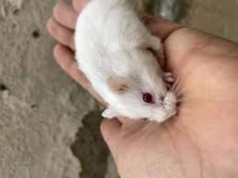 Albino spidi gonzales hamster yavru ve yetişkinler