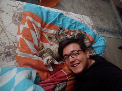 3 kardeş kediler