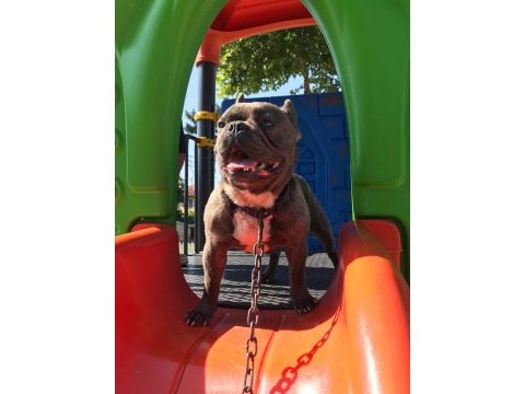 1,5 yaşında french bulldog