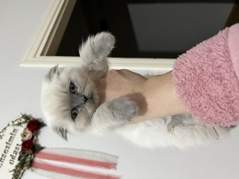Blue point insan canlısı bebek scottish fold