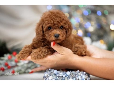 Şecereli anne baba boy garantili orijinal red toy poodle