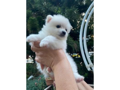 Pomeranian dişi 45 günlük