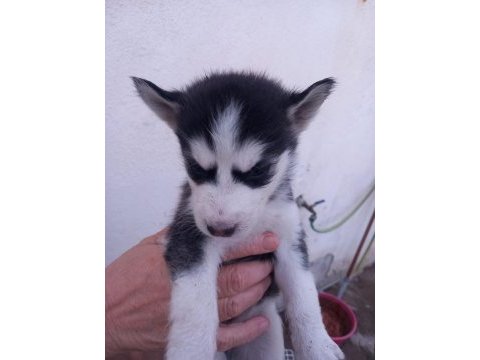 A kalite husky bebekler