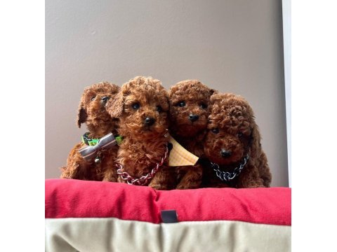 Toy poodle orjinal ırk yavrular 
