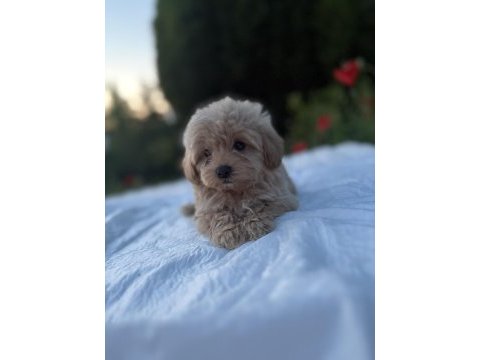 Maltipoo karamel