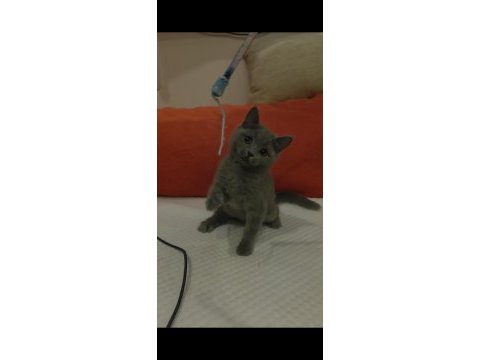 Dişi british shorthair yavrumuz yenı yuvasını beklıyor