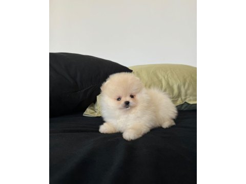Teddy bear pomeranian yavruları