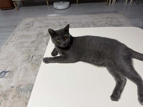 2 yaş british shorthair