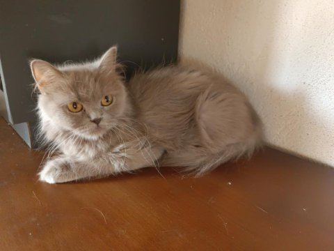 3 dışı 1 erkek yetişkin british shorthair
