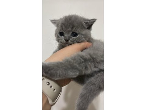 30 günlük safkan a kalite yavru tavşanı rezerveye açık