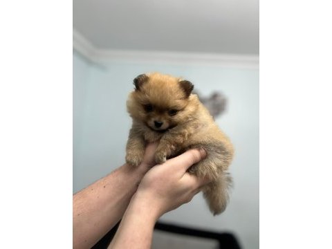 50 günlük pomeranian
