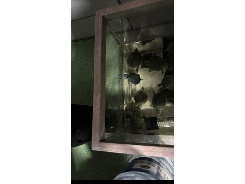 Su kaplumbağası a kalite