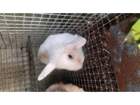 Hollanda lop tavşanı yavrusu 1 aylık