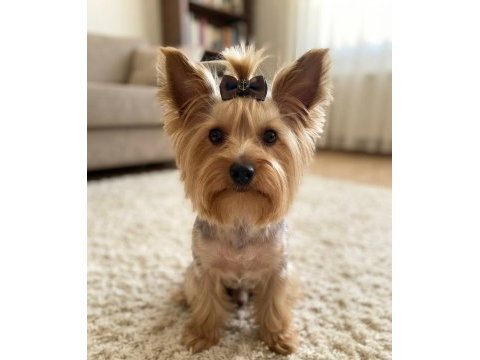 Wc eğitimli çok uyguna yorkshire terrier