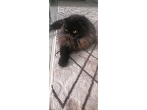 Dişi cins kedimiz
