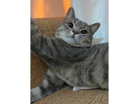 Tekir kırması 1 yaşında