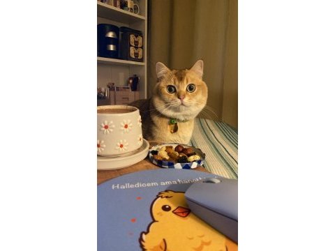 Erkek kedi eş ilanı