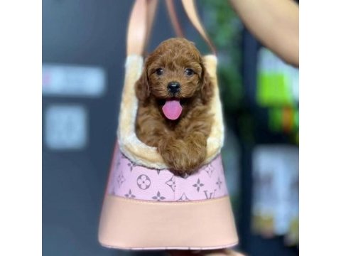 Maltipoo yavrusu