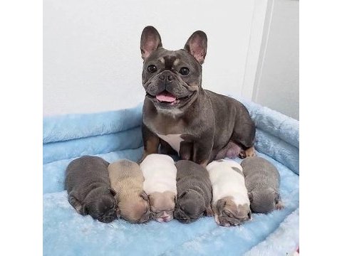 5 haftalık safkan french bulldog bebekler