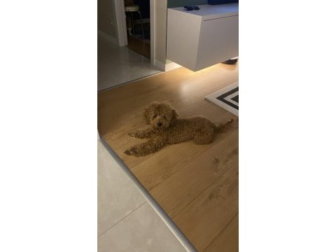 2 yaş erkek poodle dişi eş arıyorum